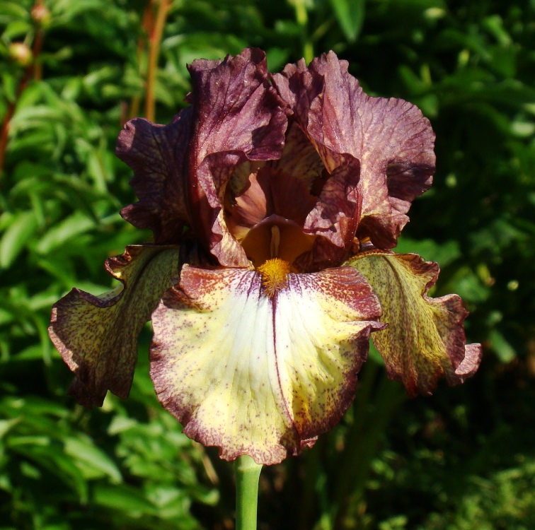 Burgundy Brown (Бургунд Браун)
