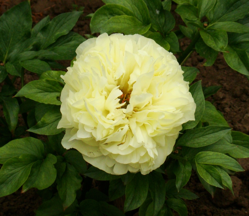 Lemon Chiffon (Лємон Шіфон)