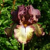 Burgundy Brown (Бургунд Браун)