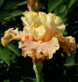 Australian Rose/Австралиен Роуз