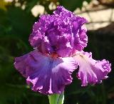 Russian Violet (Рашен Вайолет)