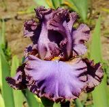 French Lavender (Френч Лавендер)