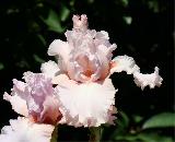 Austar Pink/Оустар Пинк